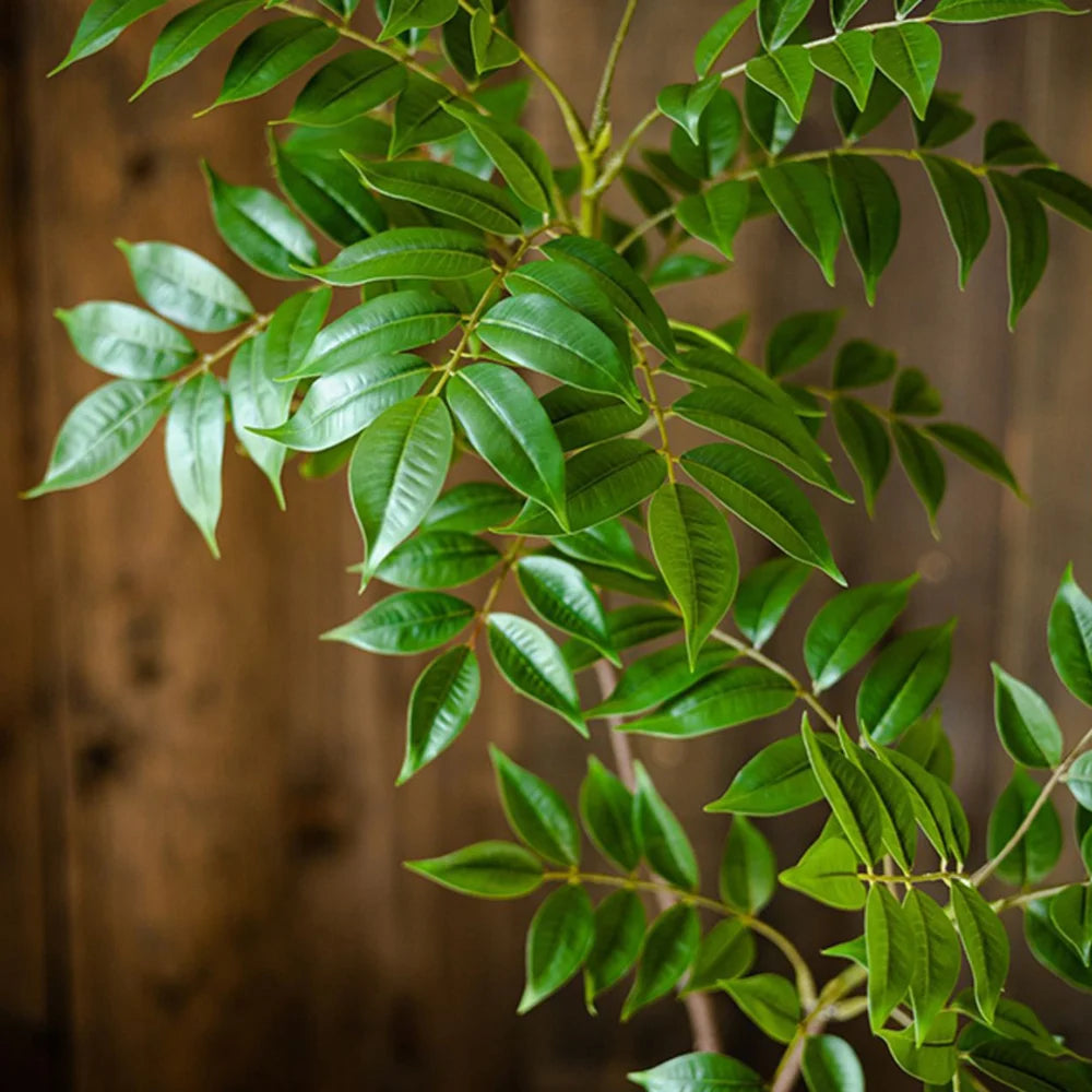 Branche de Ficus