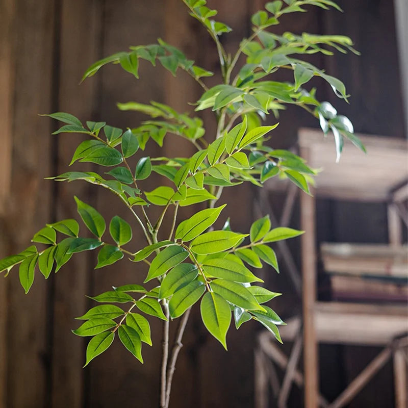 Branche de Ficus